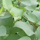 Bulk polygonum cuspidatum root extract resveratrol powder 98%