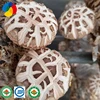 /product-detail/2018-gap-sawdust-spawn-growing-mushroom-for-sale-60756642133.html