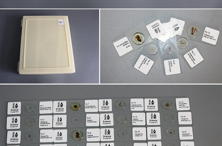 Histological Slice Microscope Slides.jpg