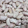 Chinese Long Shape Light Speckled Kidney Beans