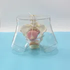 High Quality Skin Color Chinon Urinary Training Genital Organs Model Female Catheterization Mode