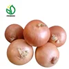 2019 Fresh Onion/Onions Price Ton New Crop