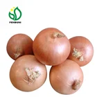 2020 Fresh Onion/Onions Price Ton New Crop