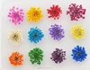 3D nail art acrylic flower nail decoration /nail real dried flowers ZX:GH750