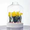 Home plant seeding decorative novelty unique ceramic indoor plant pots with glass cover