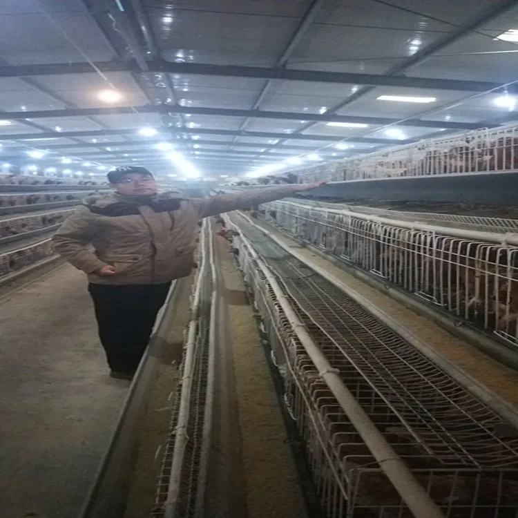 Automatic Chicken Feeders For Egg Layers Buy Chicken Feeders For