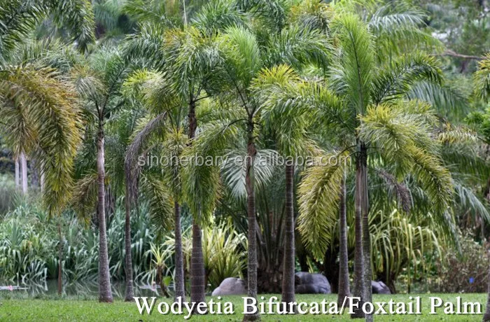 bonsai tree seeds areca palm tree seeds for growing