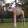 Outdoor decorative landscape resin life size camel statues