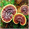 /product-detail/reishi-extract-reishi-mushroom-extract-ganoderma-lucidum-extract-60643217457.html