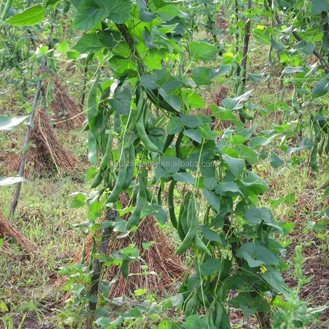 plant bean seeds