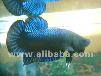 Plakat Thai plakat thai betta 1 buy betta fighter product on Plakat Thai plakat thai betta 1 buy betta fighter product on