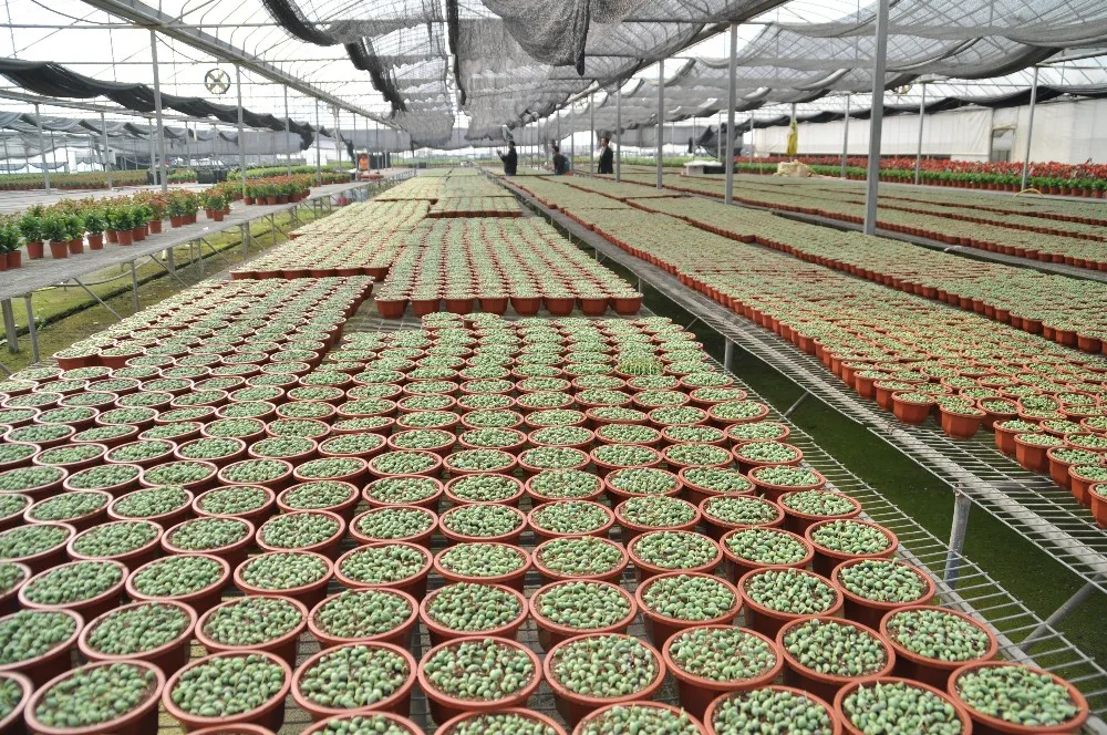 System trading corporation greenhouse