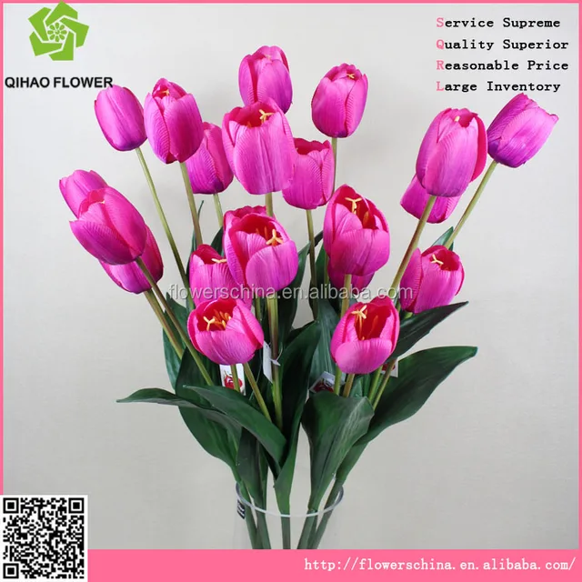 tulip bulbs holland