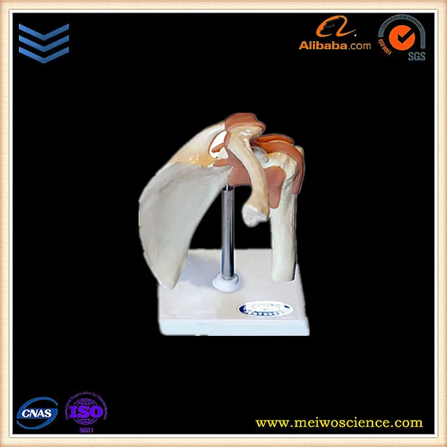 pvc shoulder joint