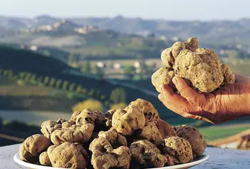 Seven Must-haves Before Embarking On White Truffle Oil