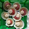 Sea Scallop With Roe IQF Frozen Seafood