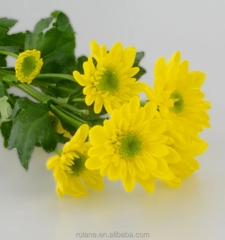 Wholesale Blooming Tea Chrysanthemum Tea Flowers To Worldwide  Buy 