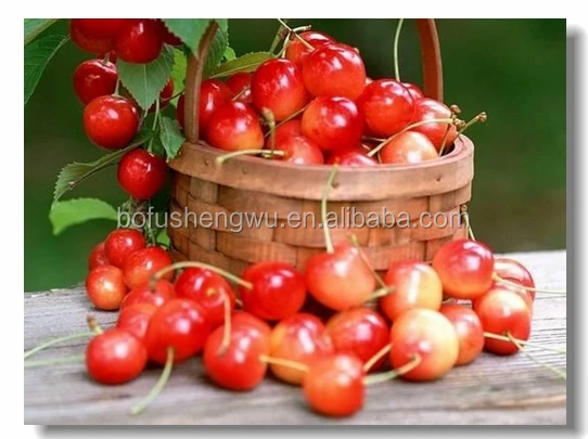 Instant Cherry Juice Powder.jpg