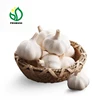 Chinese 2019 New Crop Best Fresh Garlic Price