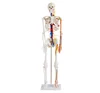 /product-detail/hot-sales-human-skeleton-with-cardiac-and-vascular-medical-teaching-skeleton-1927749310.html