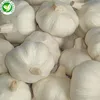 Importer buyers new crop bulk chinese fresh white garlic of price