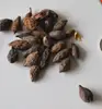 Terminalia neotaliala Capuron seeds for planting