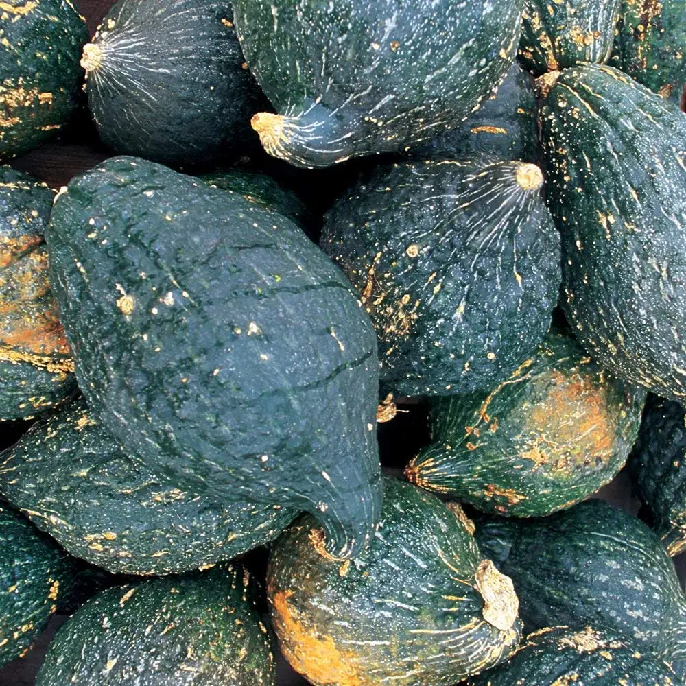 winter squash