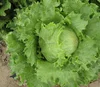 /product-detail/common-iceberg-lettuce-seeds-japanese-seeds-vegetables-60608596607.html