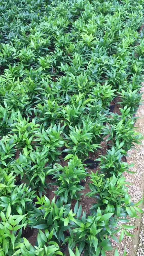 Foliage Plant Podocarpus Nagi Seedlings For Sale Buy Natural Type