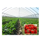 China supply for sale agriculture strawberry greenhouse film
