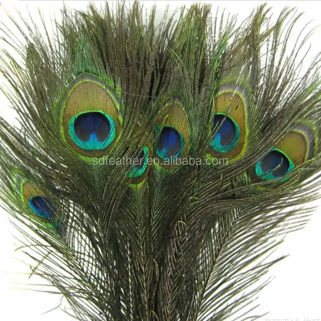 decorative peacock feathers