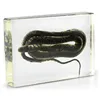 Real Asian Water Snake Embedded Resin Specimen A Good Biological Teaching Resouces for School and Kids