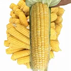 Water Canned Corn Canned Sweet Corn 184g