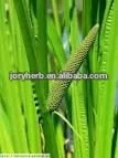 high quality acorus calamus extract powder-jory