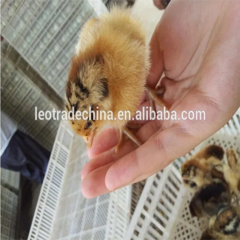 hot sale high efficient 1056 chicken eggs incubator hig quality low power consumption