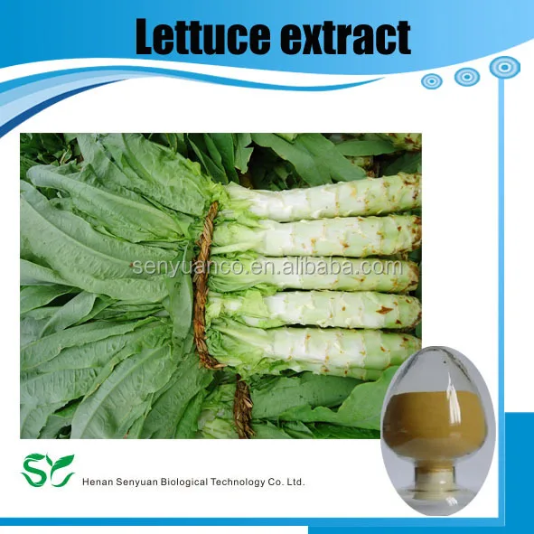 wild lettuce leaf