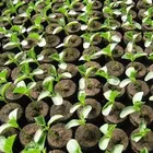 Hydroponic Seedling Planting Plastic Seeding Tray For Greenhouse