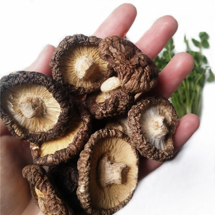 dried shiitake mushroom dark brown champignon