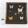 High quality 10*10" Butterfly Taxidermy Wooden shadow box photo Frame 3D deep black velvet back art picture frame