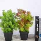 Succulent Plants Plant Bonsai Small Size And Bonsai Product Type Succulent Plants Snapdragon Plants Echeveria