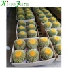 /product-detail/cactus-60768460465.html