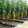 /product-detail/agriculture-greenhouse-hydroponic-growing-nutrients-systems-60748154136.html