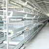 /product-detail/broiler-chicks-poultry-farm-and-agriculture-equipments-60116188866.html