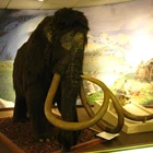 Real with animals fur life size animated mammoth animal anatomical model