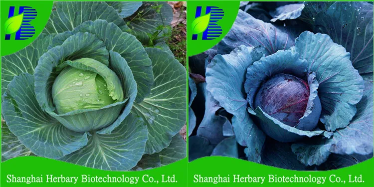 2020 wholesale hybrid vegetable seeds cabbage