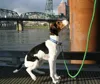 hands free dog bungee leash- led dog leash-dog leash leather