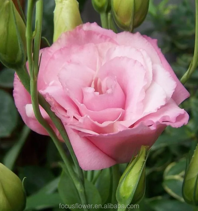 Pink Eustoma 1