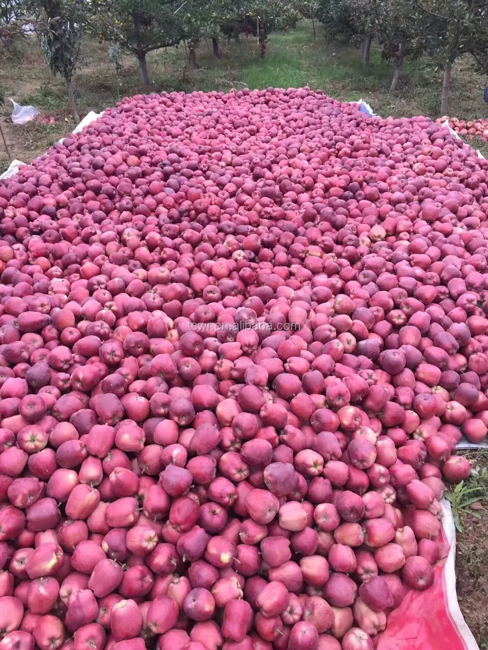 High quality good delicious huaniu apple to india