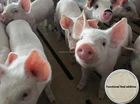 Feed grade additive for pig, animal feeds
