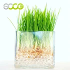 SOCO Non-toxic Water Beads Soil For Plant Cultivation